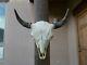 BUFFALO SKULL 23 INCH wide BULL AMERICAN BISON MOUNTED a new HEAD HORN