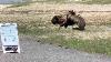 Bear And Bison Fight At Yellowstone National Park