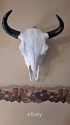 Beautiful Real Bison Head With Horns
