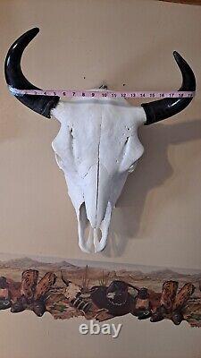 Beautiful Real Bison Head With Horns