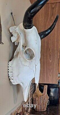Beautiful Real Bison Head With Horns Free Shipping