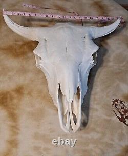 Beautiful Real Bison Head With Horns? This Is One Of The Big Ones