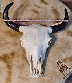 Beautiful Real Bison Head With Horns? This Is One Of The Big Ones