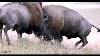 Best Bison Fight 2022 4k Live Sound Wildlife Photography Grand Teton Park Jackson Hole Yellowstone