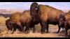 Bison American Bison The American Bison Animals Of The World