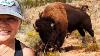 Bison Attacks Woman At Texas State Park