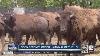 Bison Becomes Official Mammal Of The U S