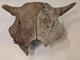 Bison Bison Skull Cap FOSSIL From Peace River Dive Find From 1980s No Repairs