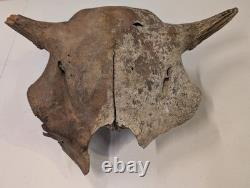 Bison Bison Skull Cap FOSSIL From Peace River Dive Find From 1980s No Repairs