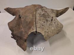 Bison Bison Skull Cap FOSSIL From Peace River Dive Find From 1980s No Repairs