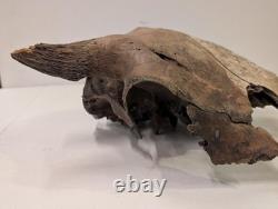 Bison Bison Skull Cap FOSSIL From Peace River Dive Find From 1980s No Repairs