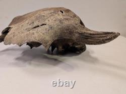Bison Bison Skull Cap FOSSIL From Peace River Dive Find From 1980s No Repairs