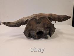 Bison Bison Skull Cap FOSSIL From Peace River Dive Find From 1980s No Repairs