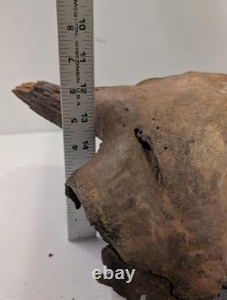Bison Bison Skull Cap FOSSIL From Peace River Dive Find From 1980s No Repairs