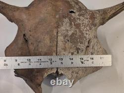 Bison Bison Skull Cap FOSSIL From Peace River Dive Find From 1980s No Repairs