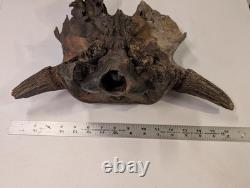 Bison Bison Skull Cap FOSSIL From Peace River Dive Find From 1980s No Repairs