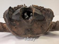 Bison Bison Skull Cap FOSSIL From Peace River Dive Find From 1980s No Repairs