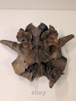Bison Bison Skull Cap FOSSIL From Peace River Dive Find From 1980s No Repairs