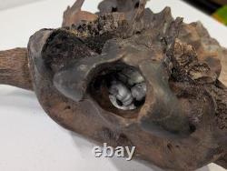 Bison Bison Skull Cap FOSSIL From Peace River Dive Find From 1980s No Repairs