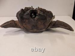 Bison Bison Skull Cap FOSSIL From Peace River Dive Find From 1980s No Repairs