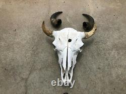 Bison Buffalo Male Bull Skull Western ART With Horn Caps Restaurant Decor