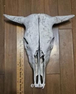 Bison Buffalo Skull Horns Weathered Vintage 17 Width Hangs on Wall