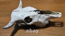 Bison Buffalo Skull Horns Weathered Vintage 17 Width Hangs on Wall