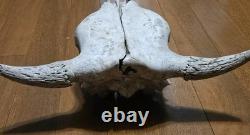 Bison Buffalo Skull Horns Weathered Vintage 17 Width Hangs on Wall