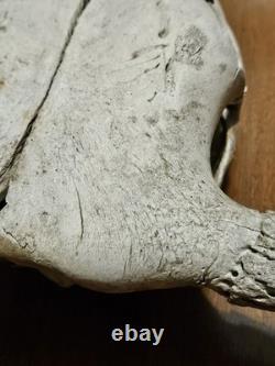 Bison Buffalo Skull Horns Weathered Vintage 17 Width Hangs on Wall