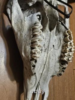 Bison Buffalo Skull Horns Weathered Vintage 17 Width Hangs on Wall