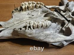 Bison Buffalo Skull Horns Weathered Vintage 17 Width Hangs on Wall