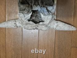 Bison Buffalo Skull Horns Weathered Vintage 17 Width Hangs on Wall
