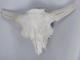 Bison Buffalo Skull Horns Without Caps Rustic Weathered Vintage 28 Width Cabin