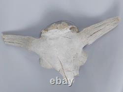 Bison Buffalo Skull Horns Without Caps Rustic Weathered Vintage 28 Width Cabin