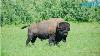 Bison Come Home To Montana 140 Years Later