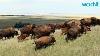 Bison Coming Home To Montana