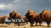 Bison Declared National Mammal Of The Us