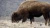 Bison Declared National Mammal Of The Us