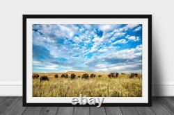 Bison Framed Print Oklahoma Buffalo Herd Tallgrass Prairie Western Wall Art