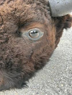 Bison Head