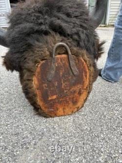 Bison Head