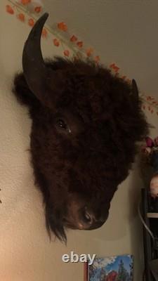 Bison Head Mount western taxidermy