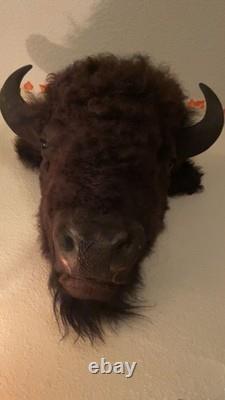 Bison Head Mount western taxidermy