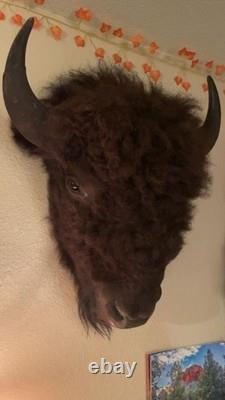 Bison Head Mount western taxidermy