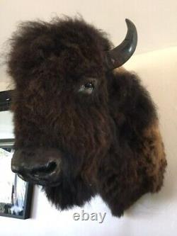 Bison Head Taxidermy Large, 40X40'X24, Great Condition