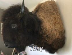 Bison Head Taxidermy Large, 40X40'X24, Great Condition