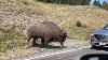 Bison Headbutts Car In Yellowstone National Park