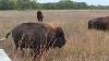 Bison Herd Flint Hills Kansas