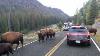 Bison Hits Car In Yellowstone