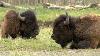 Bison Makes Comeback At Yellowstone National Park